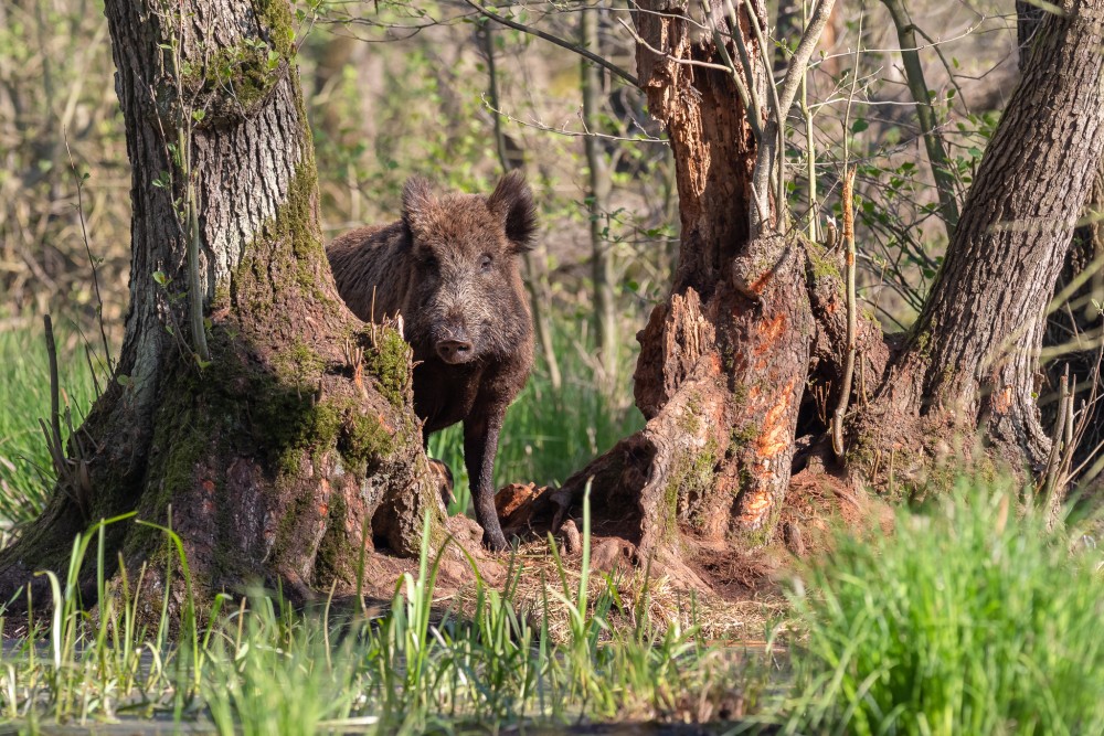 Diviak lesný, The wild boar (Sus scrofa)