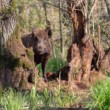 Diviak lesný, The wild boar (Sus scrofa)