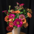 Cínia pôvabná (Zinnia elegans)