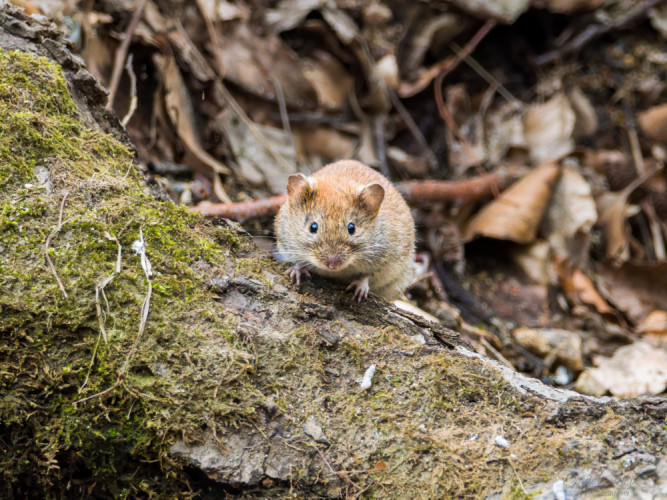 Clethrionomys glareolus/Hrdziak lesný