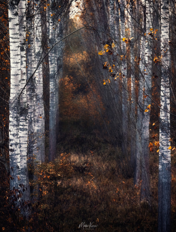 Jesenný lužný les