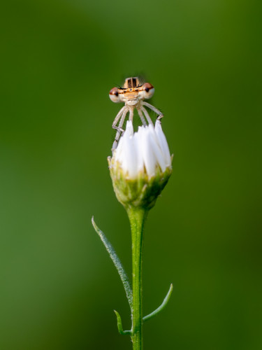 šidielko ploskonohé Platycnemis pennipes