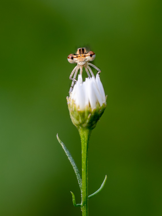 šidielko ploskonohé Platycnemis pennipes