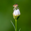 šidielko ploskonohé Platycnemis pennipes