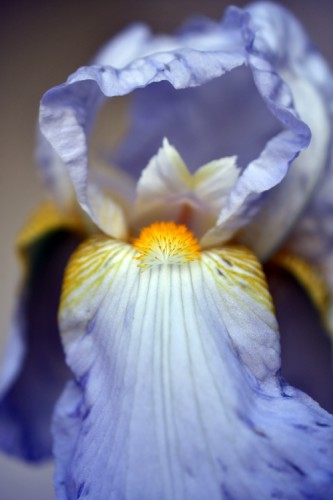 Iris