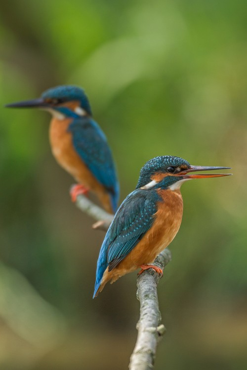 Ledňáček říční (Alcedo atthis)