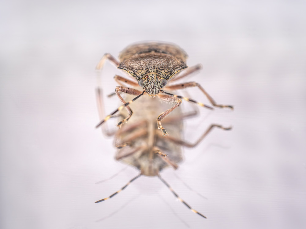 bzdocha (Heteroptera) 1