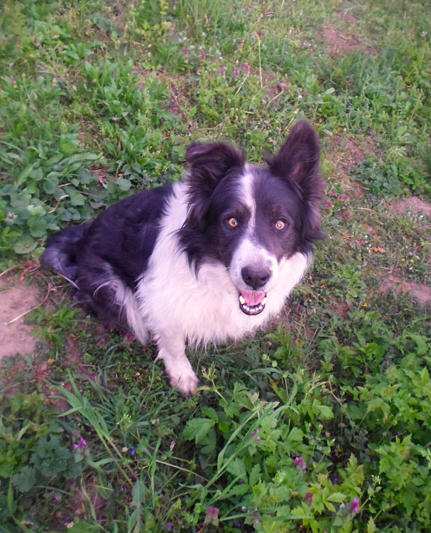 Argo vo svojom živle