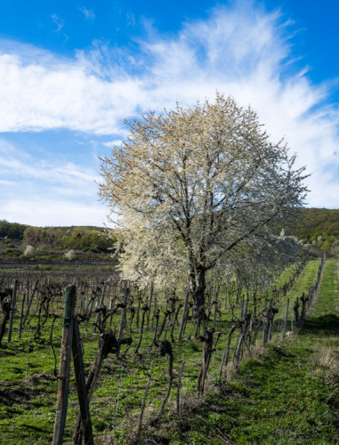 Pezinok Vinohrady jar