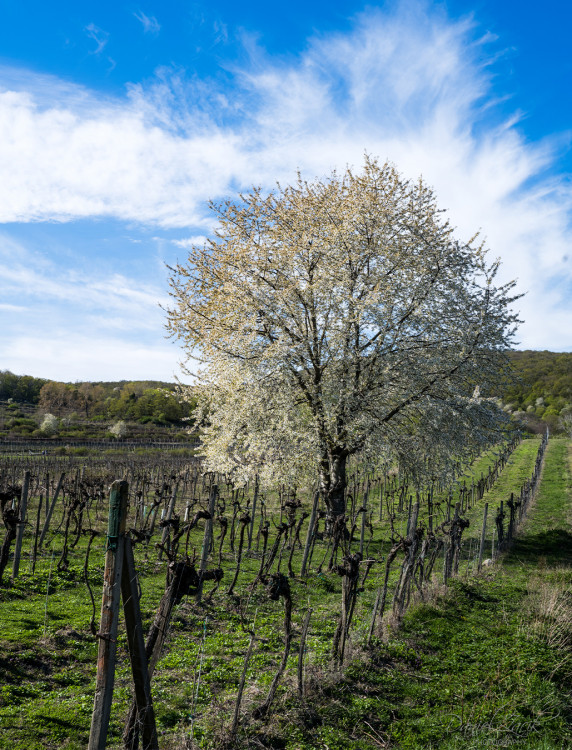 Pezinok Vinohrady jar