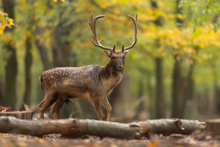 daniel škvrnitý, Fallow deer (Dama dama)