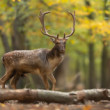 daniel škvrnitý, Fallow deer (Dama dama)