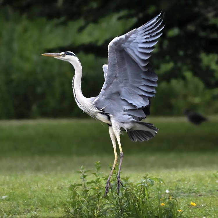 Ardea cinerea