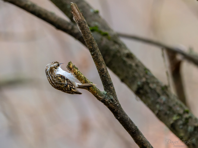 Kôrovník dlhoprstý