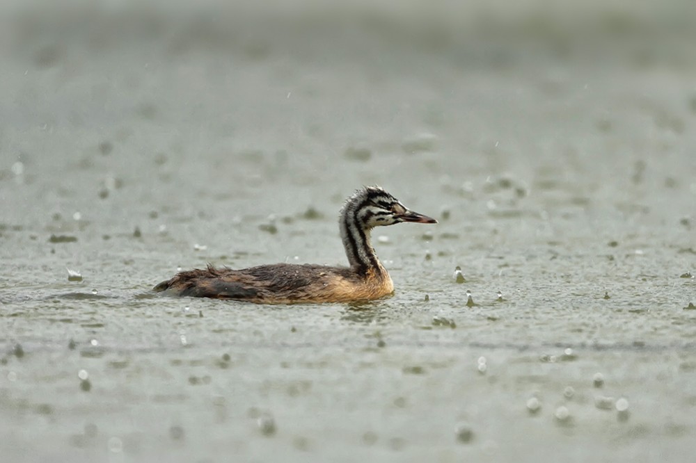 Potápka roháč (Podiceps cristatus)