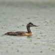 Potápka roháč (Podiceps cristatus)