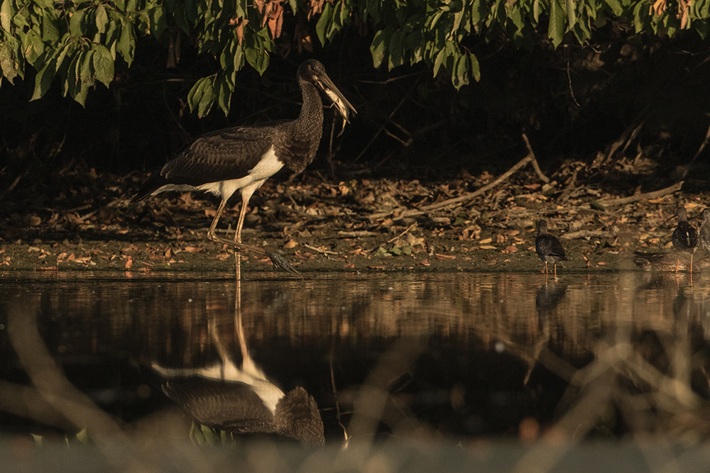 Čáp černý (Ciconia nigra)