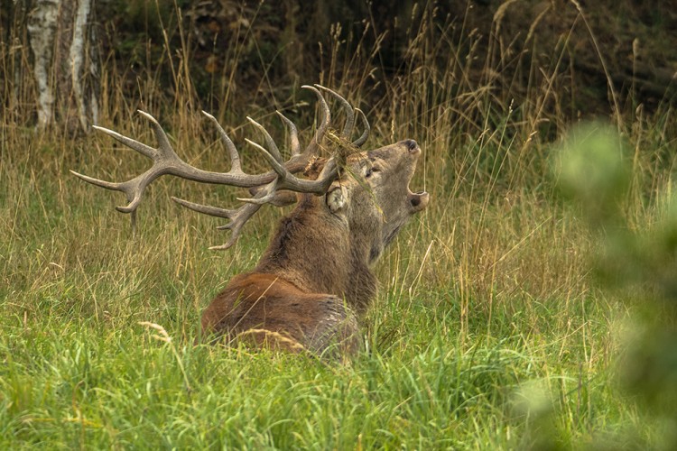 Jelen lesní (Cervus elaphus)