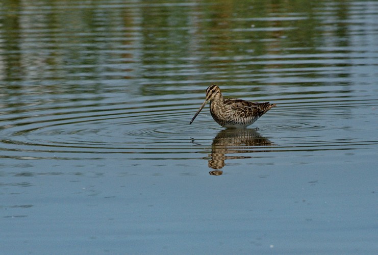 Močiarnica mekotavá.