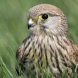 Falco tinnunculus