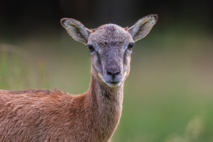 Muflón lesný, The mouflon (Ovis musimon)