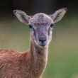 Muflón lesný, The mouflon (Ovis musimon)