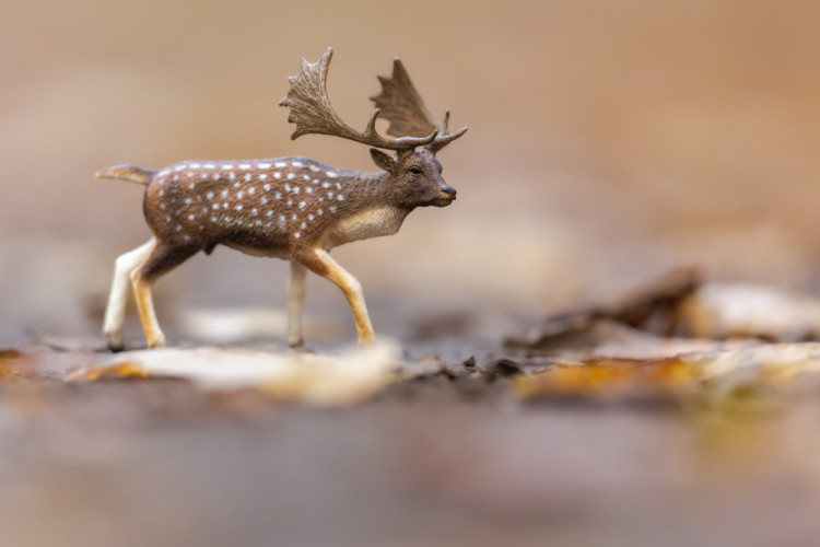 daniel škvrnitý na rujovisku (ToyAnimal Wildlife Photography)