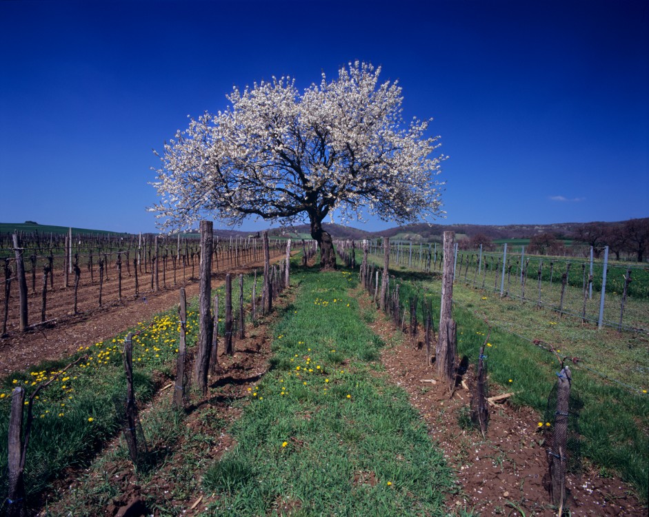 Jar vo vinohradoch