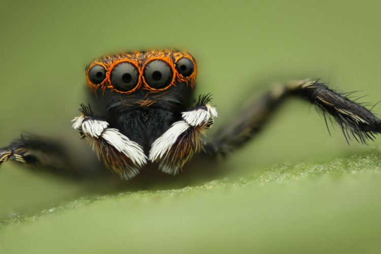 Skákavka Euophrys frontalis