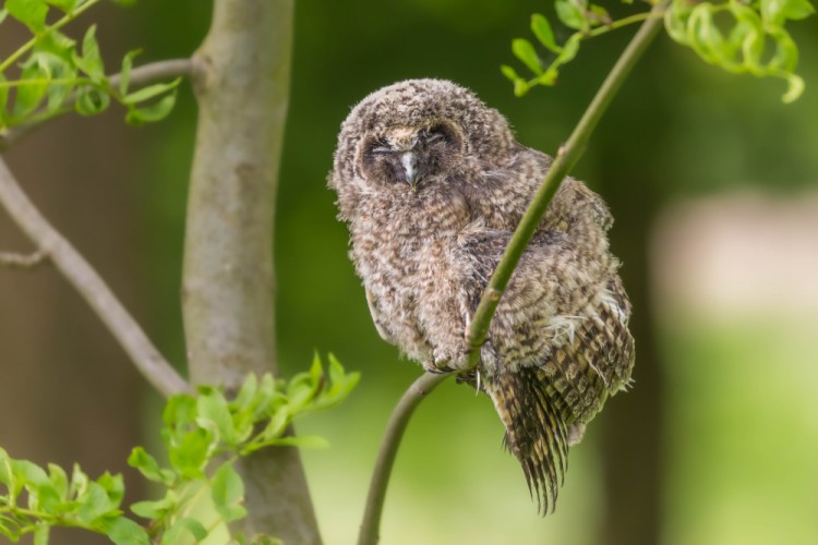 Myšiarka ušatá, The long-eared owl (Asio otus)