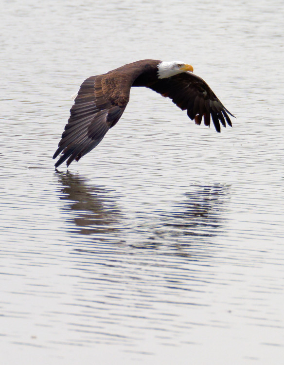 Orliak bielohlavý