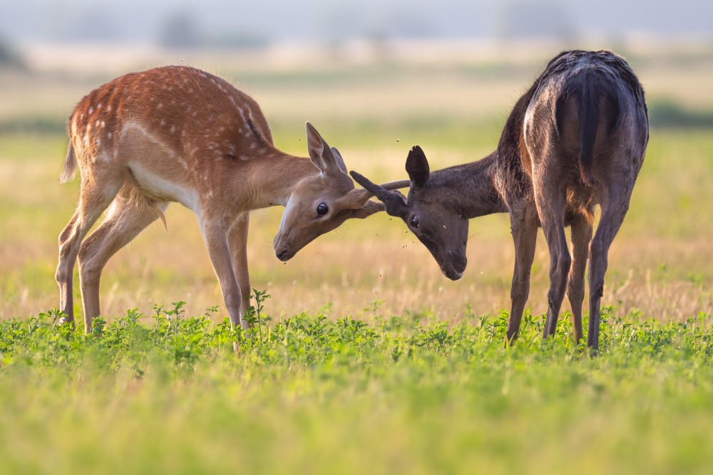 Daniel škvrnitý, The fallow deer (Dama dama)