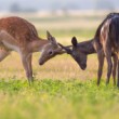 Daniel škvrnitý, The fallow deer (Dama dama)