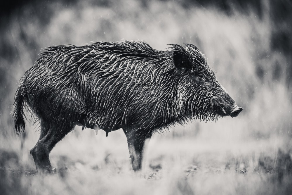 Diviak lesný, The wild boar (Sus scrofa)