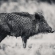 Diviak lesný, The wild boar (Sus scrofa)