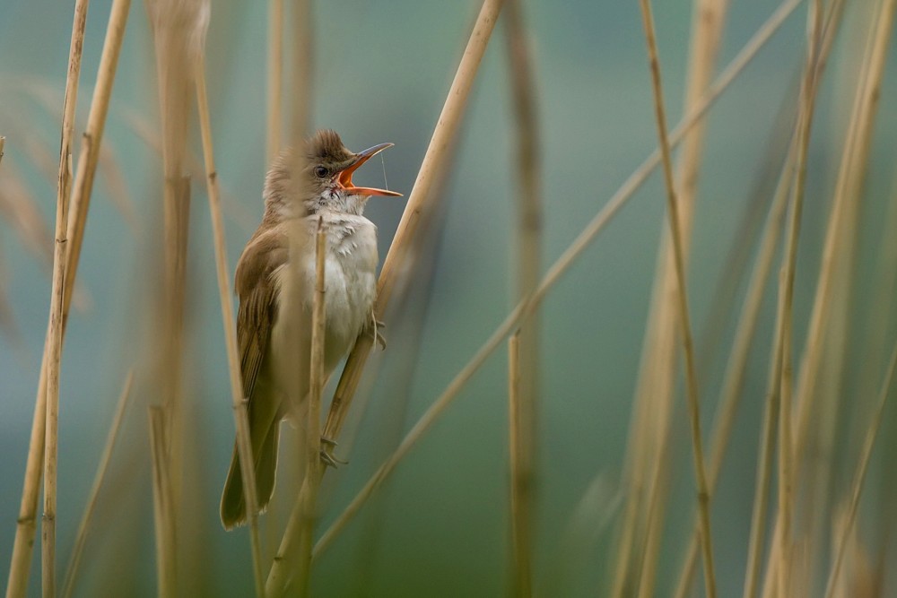 Rákosník velký (Acrocephalus arundinaceus)