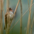 Rákosník velký (Acrocephalus arundinaceus)