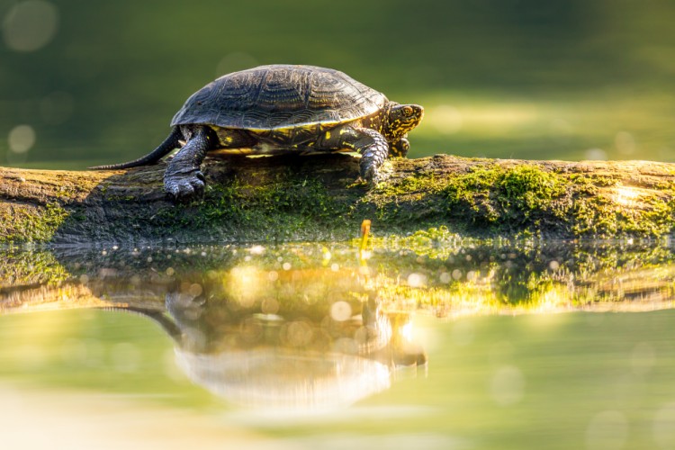 Korytnačka močiarna, The European pond turtle (Emys orbicularis)