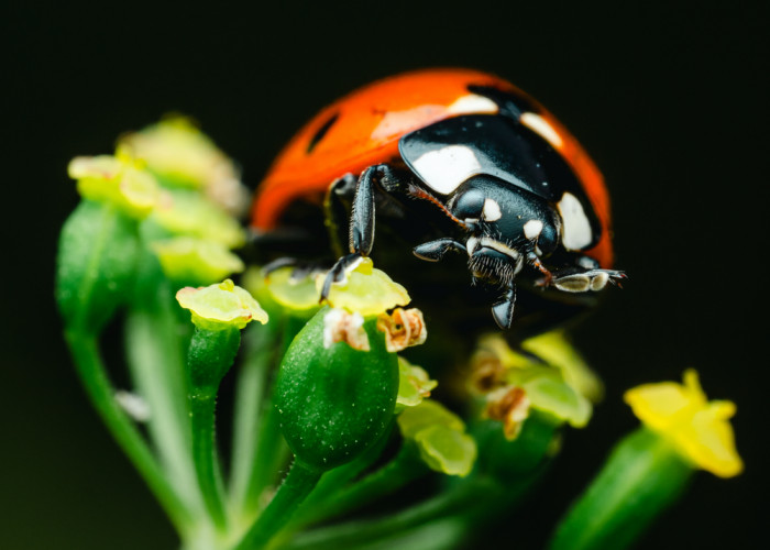 Lady Birds