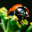 Lady Birds