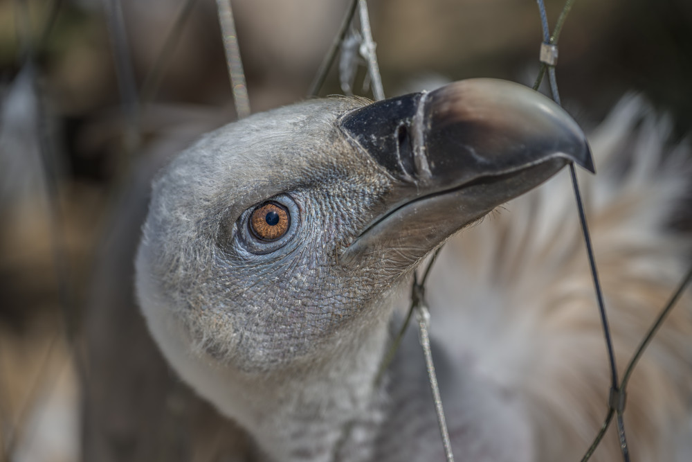 Sup bielohlavý (Gyps fulvus)