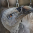 Sup bielohlavý (Gyps fulvus)