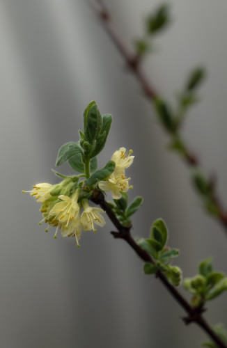 Čučoriedky kamčatská