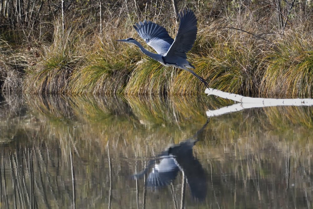 Ardea cinerea vzlet 2