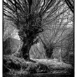 Vŕby BW