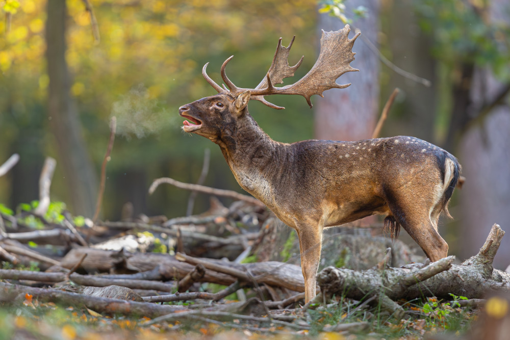 daniel škvrnitý, Fallow deer (Dama dama)