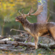 daniel škvrnitý, Fallow deer (Dama dama)