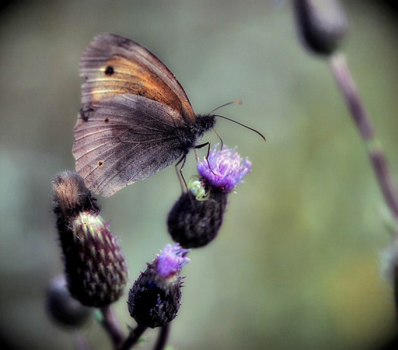 .. krídla motýlie ...