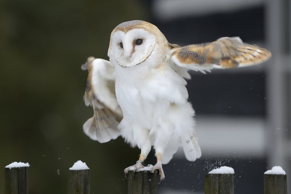 Tyto alba