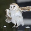 Tyto alba